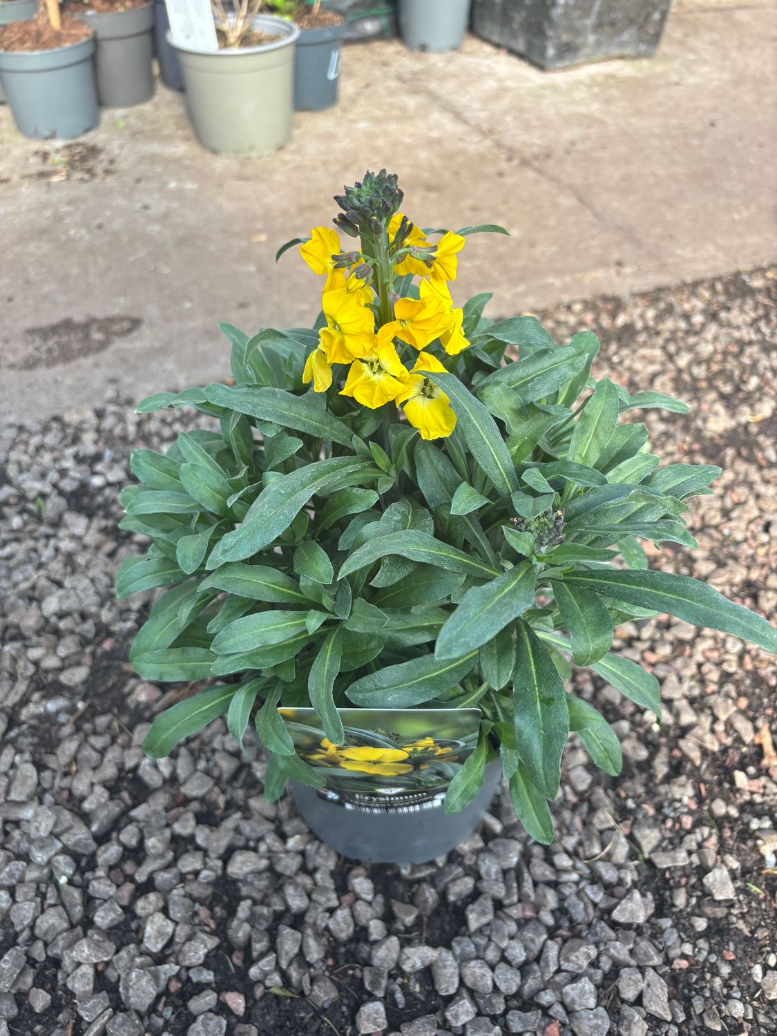 Erysimum Sunshine