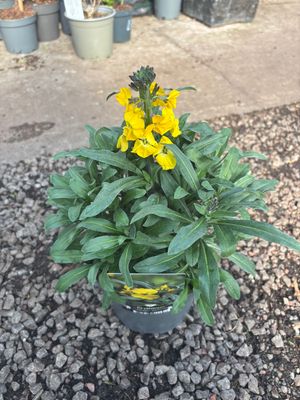 Erysimum Sunshine
