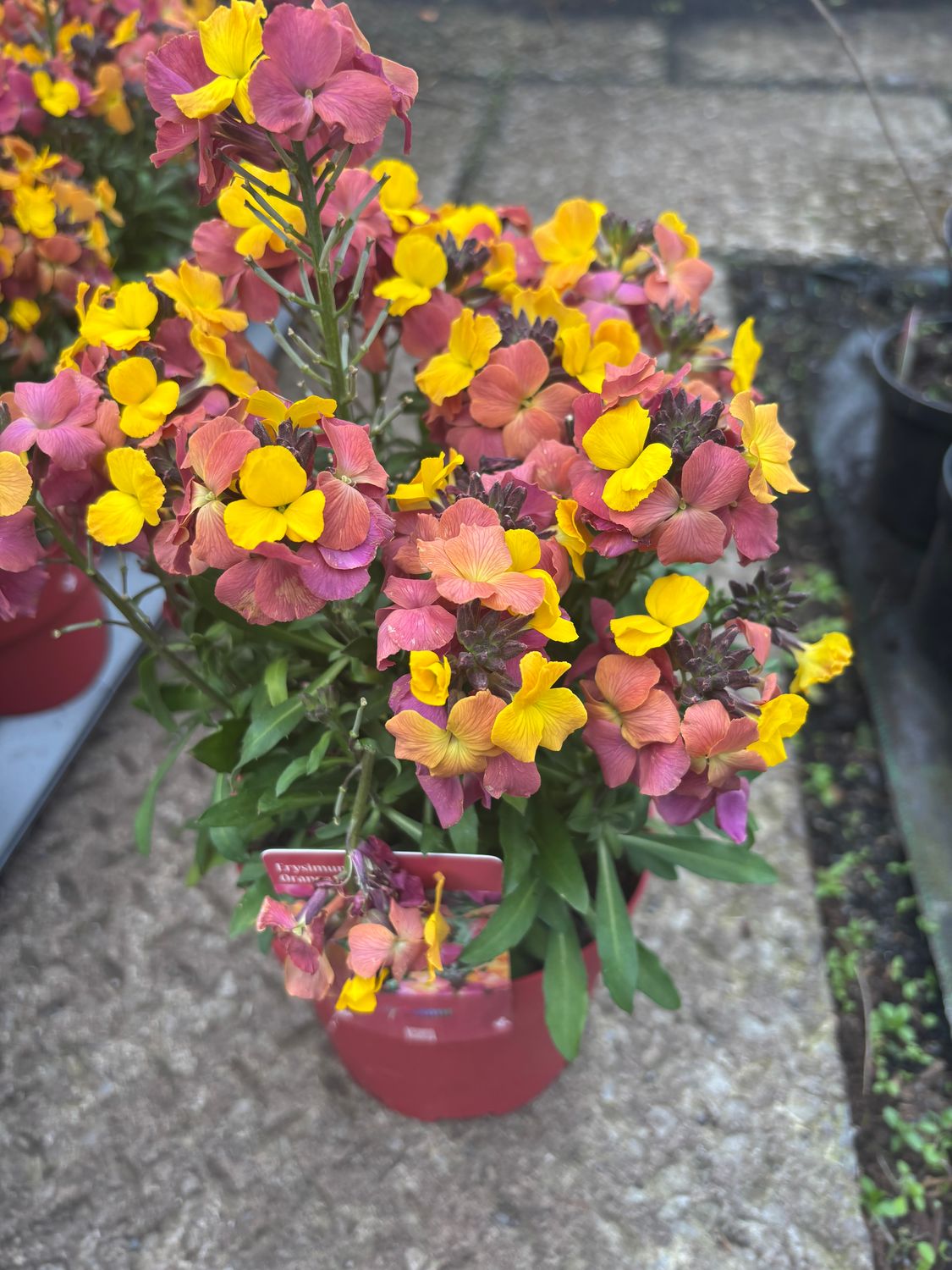 Erysimum Orange Purple Glow