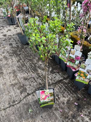 Malus Polka