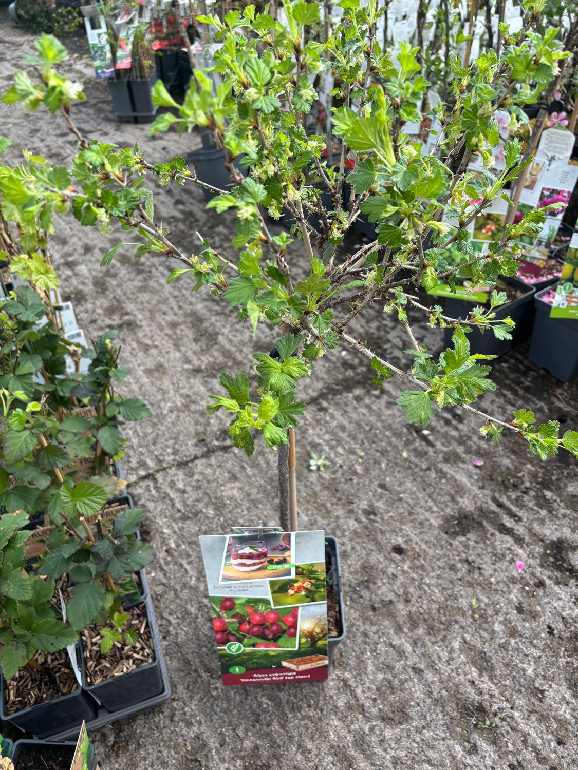 Ribes Hinnomki Red