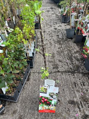 Malus Redcats