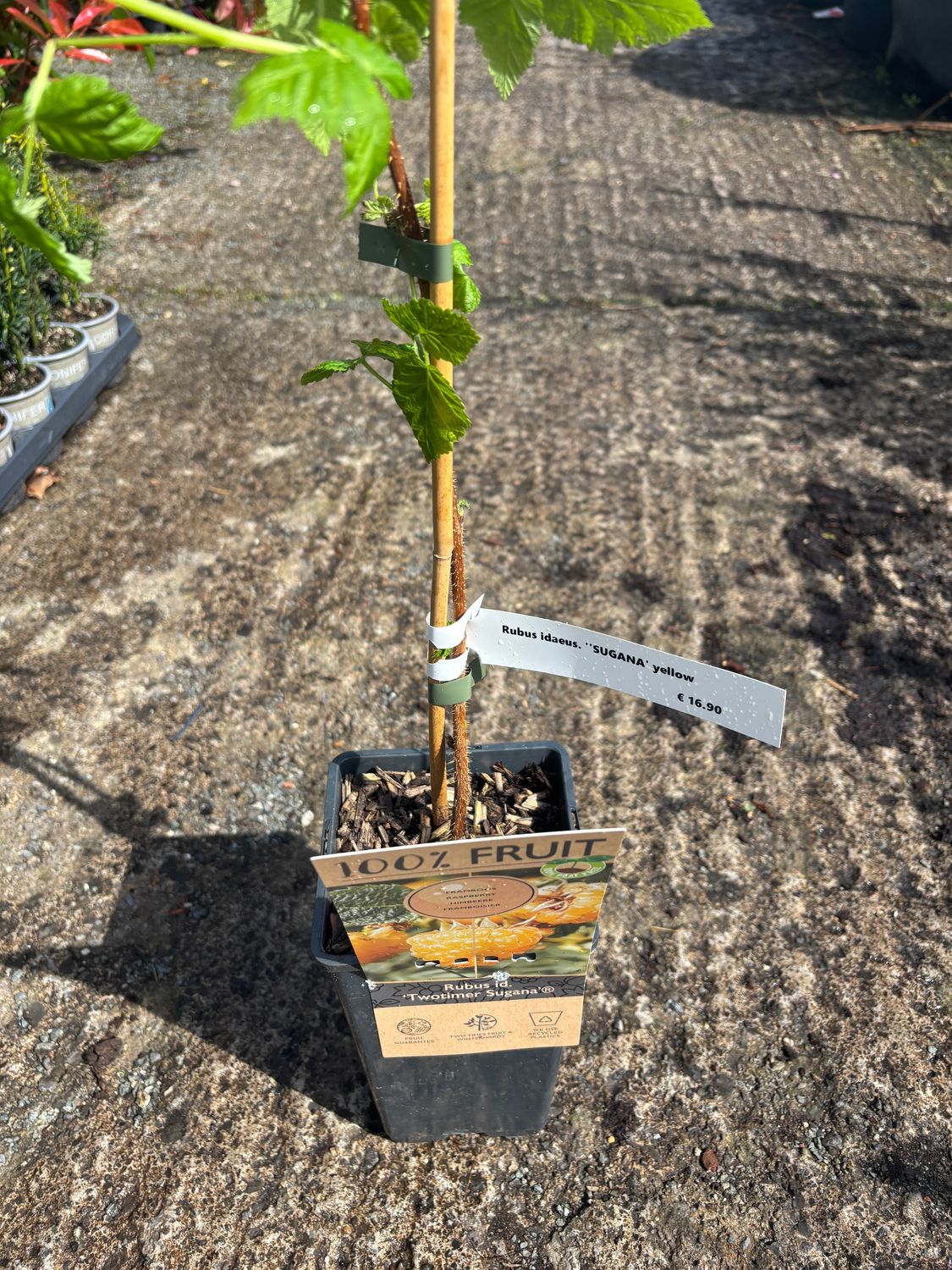 Raspberry Two Timer Sugana Yellow..heavy crops of sweet yellow raspberries