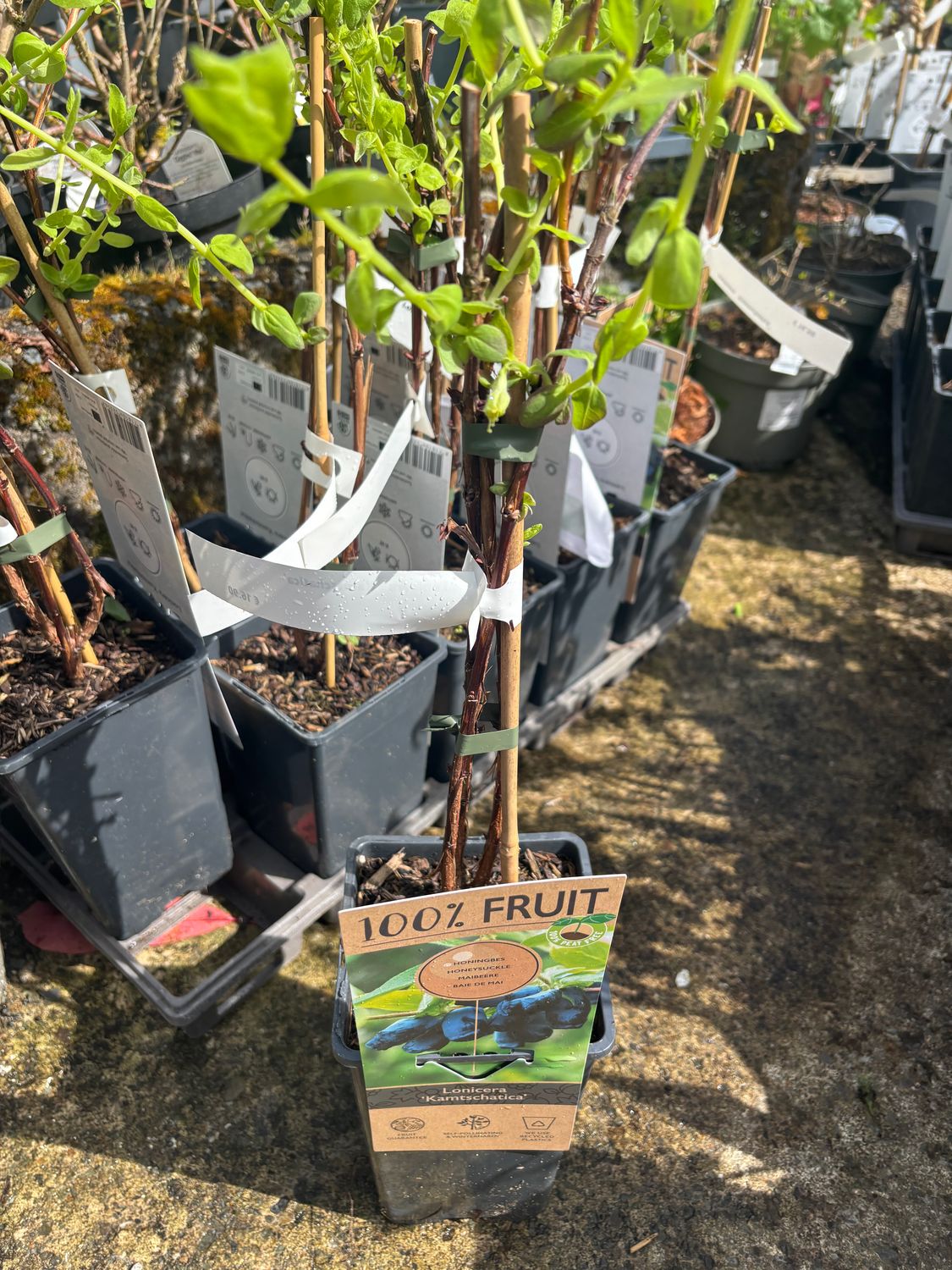 Lonicera Kamtschatica