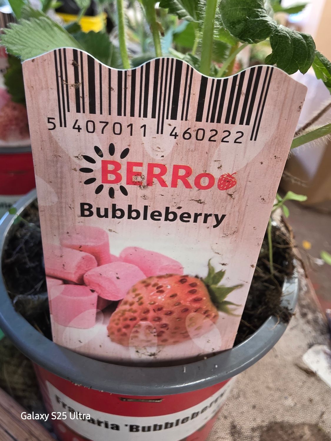 Bubbleberry Heavy crops of delicious strawberries that taste like bubblegum. Good in baskets pots or beds