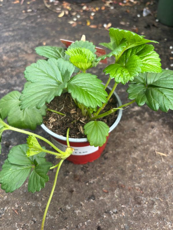 Strawberry Beltran