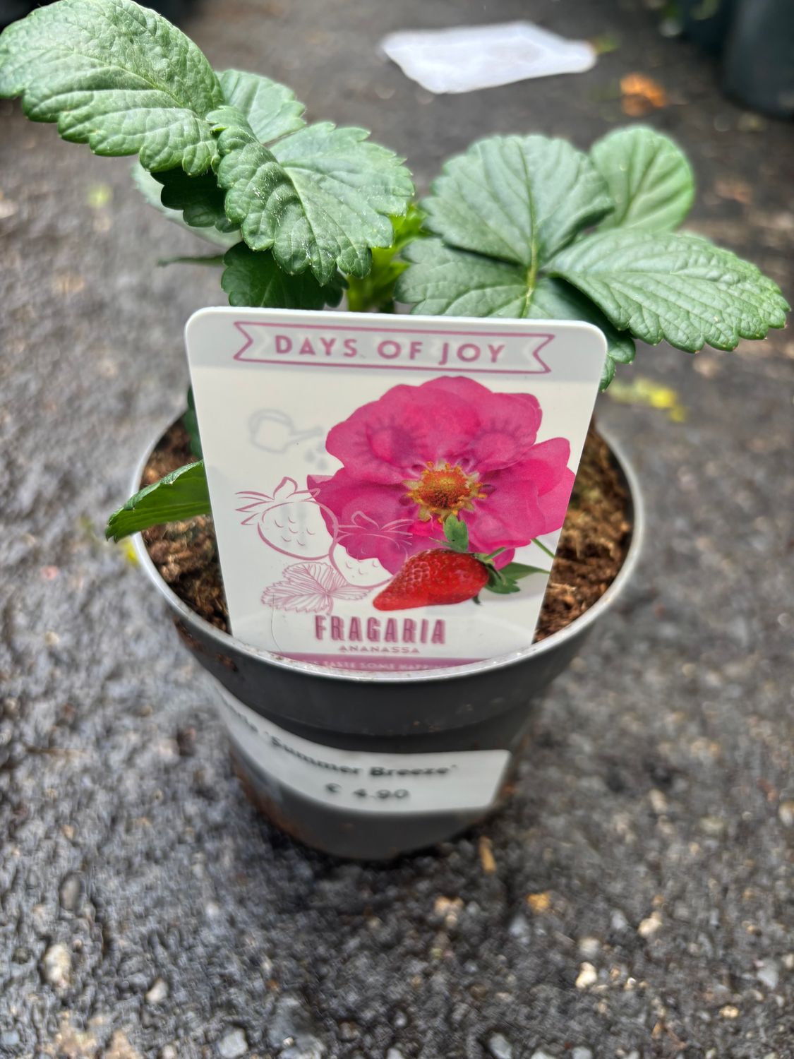 Strawberry Summer Breeze