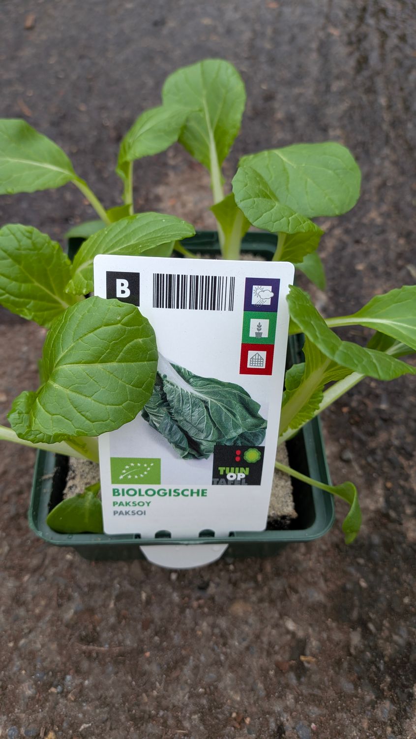 Pak choi 6 pack