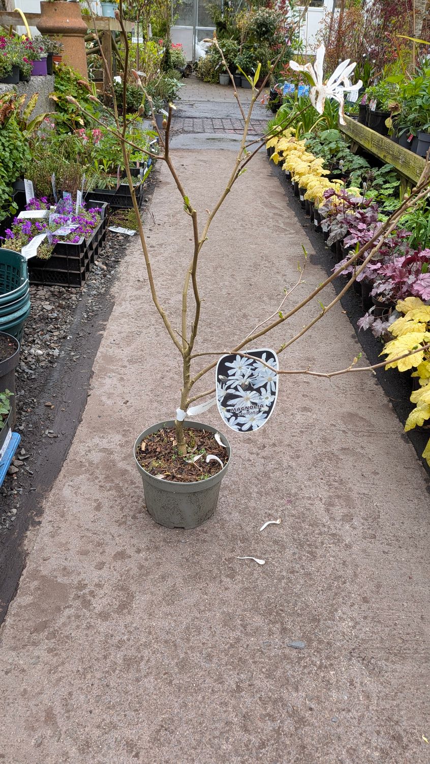 Magnolia Stellata