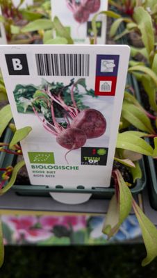 Beetroot 6 pack