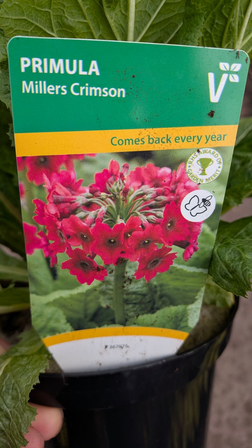 Primula Millers Crimson Crimson ..Candelabra Primula that flowers in whorls of red flowers in late spring and early summer. Likes a moisture retentive soil . Winter hardy and las