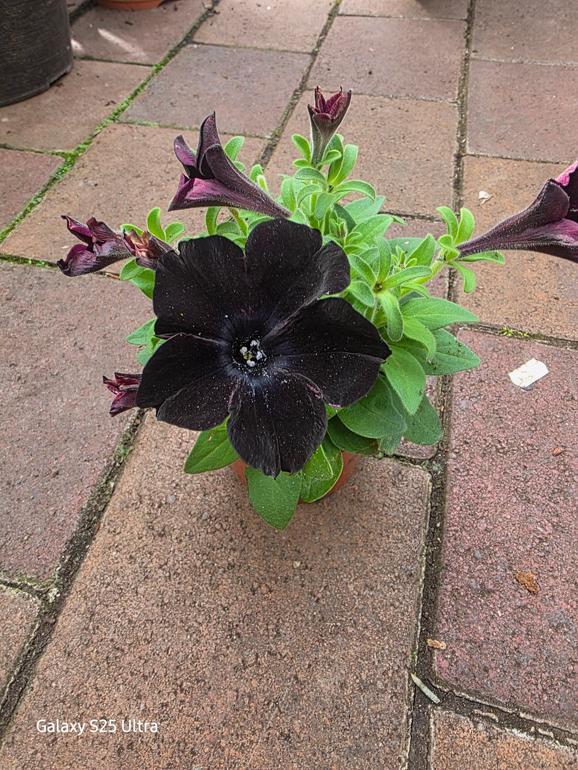 Petunia 'Black Ice'