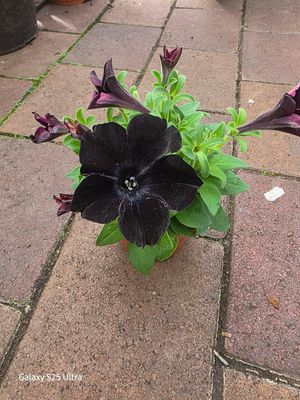 Petunia 'Black Ice'