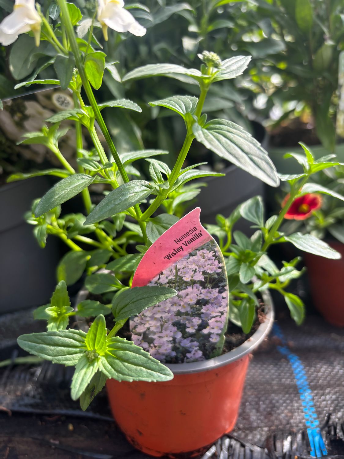 Nemesia Wisley Vanilla