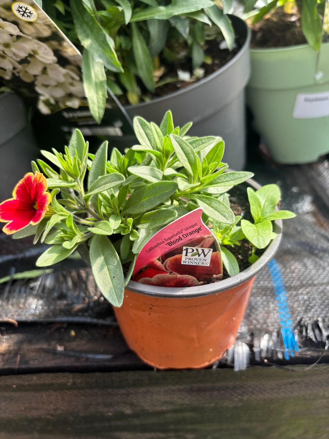 Million Bells Blood Orange