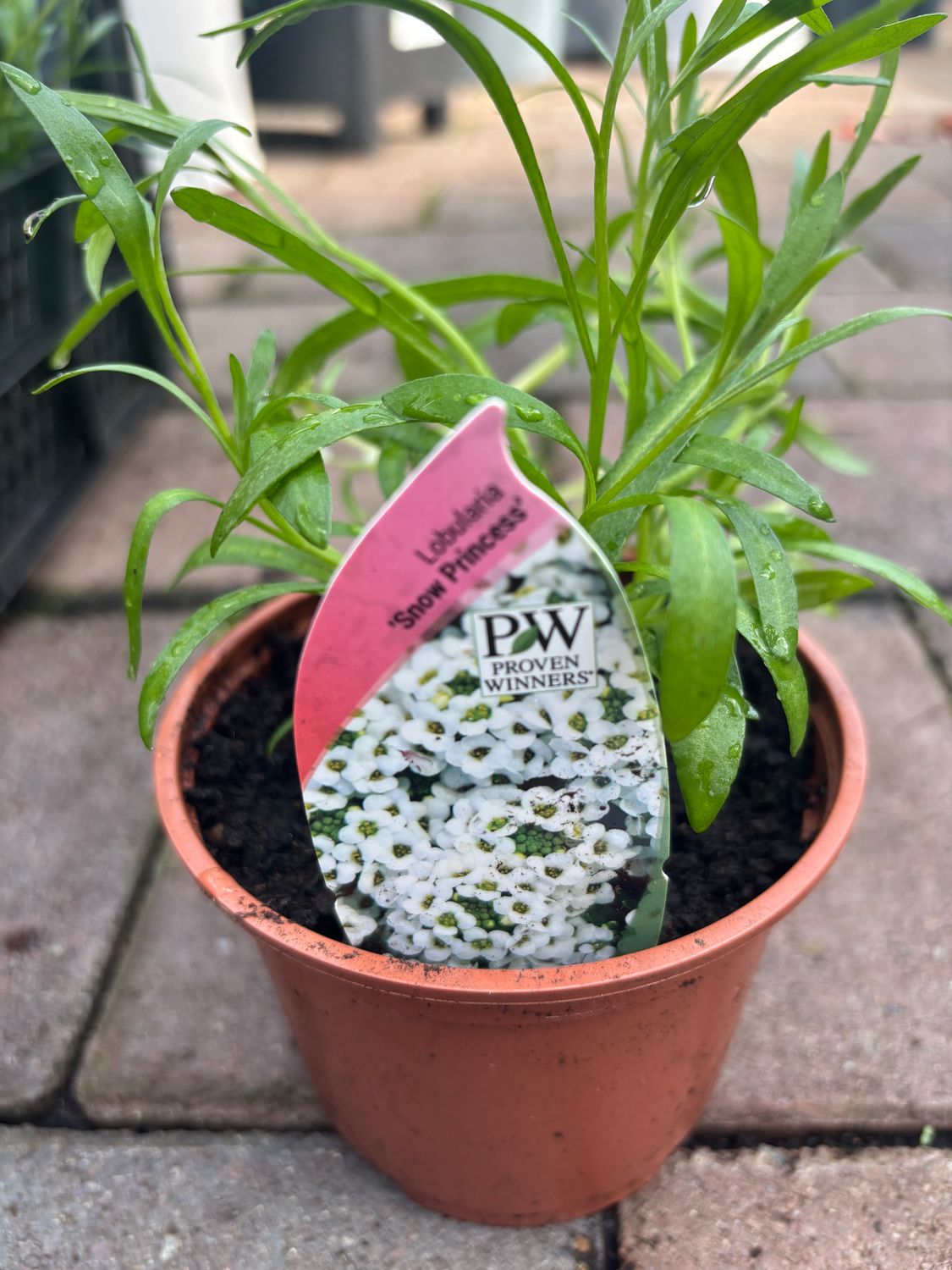 Lobularia Snow Princess