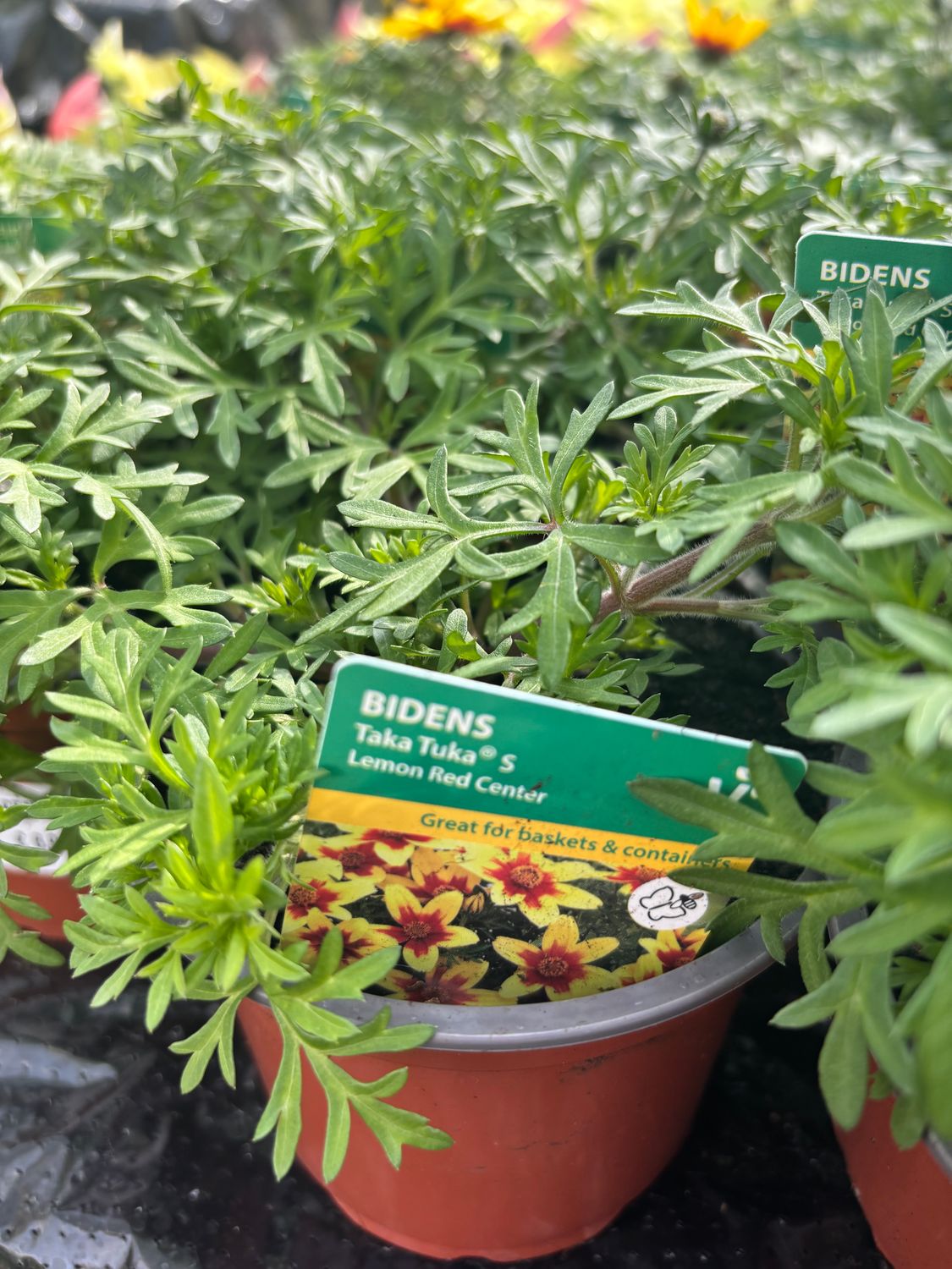 Bidens Lemon Red Centre