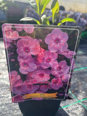 Phlox Rainbow Dancer