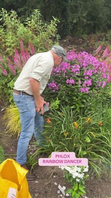 Phlox Rainbow Dancer