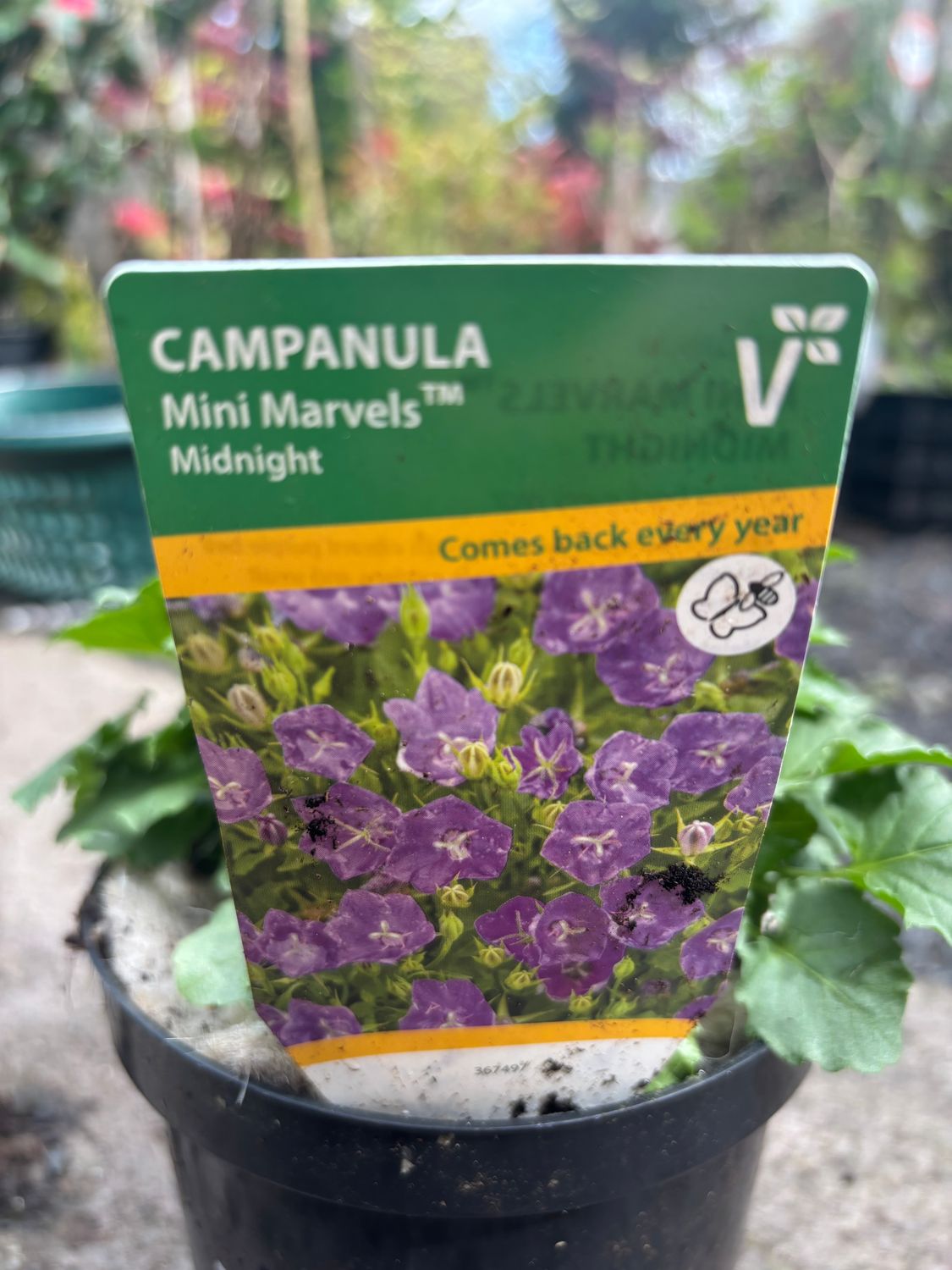 Campanula Mini Marvels Midnight