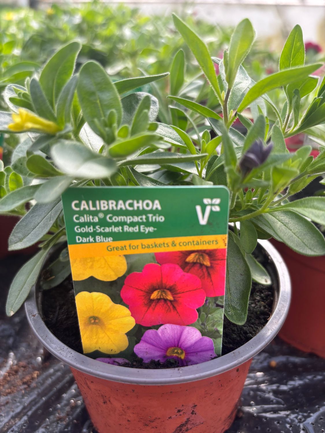 Calibrachoa Gold Scarlet Red Eye Dark Blue