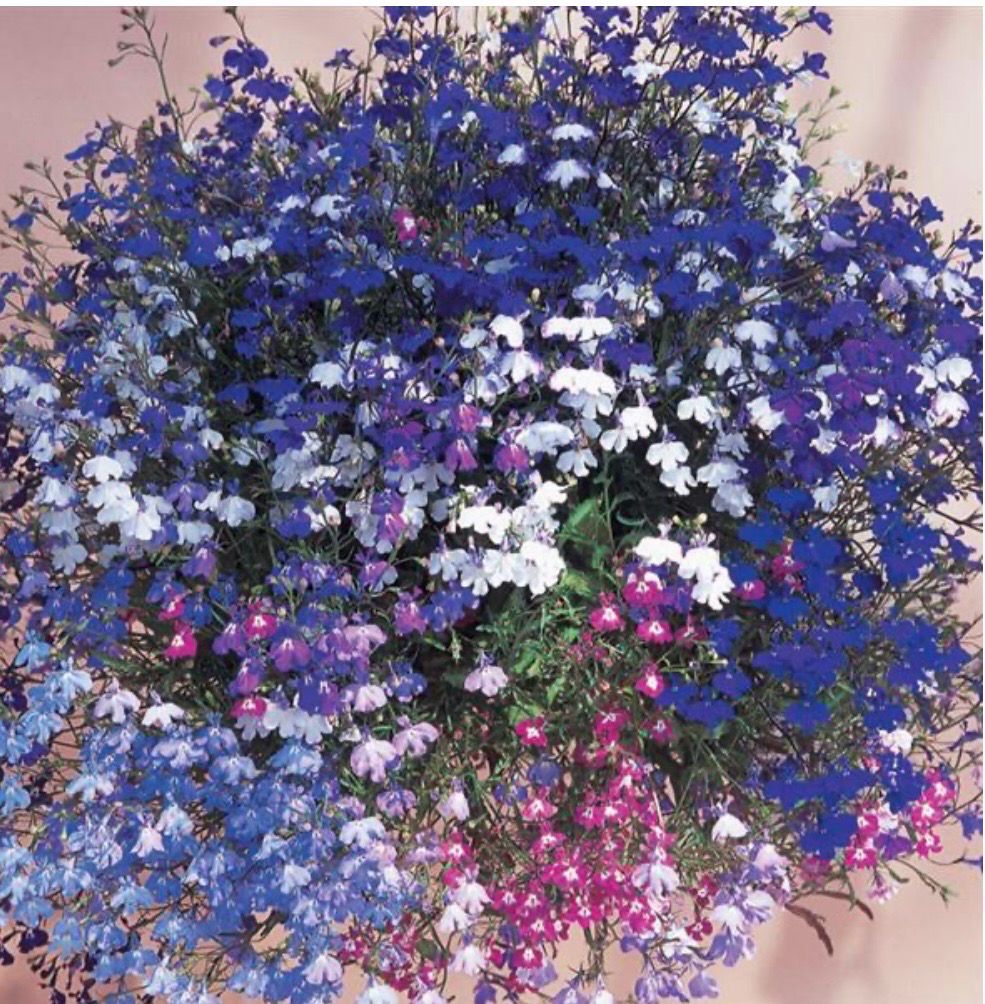 Lobelia Regatta Mix Trailing