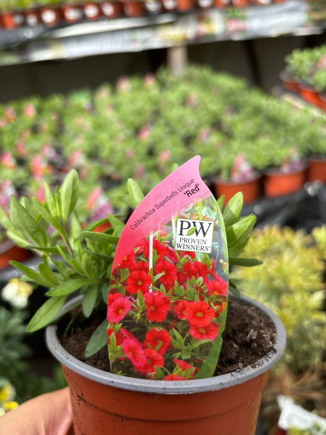 CALIBRACHOA Superbells Unique Red