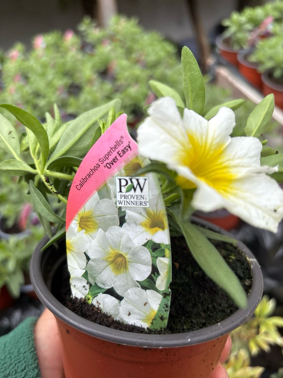 CALIBRACHOA Superbells Over Easy