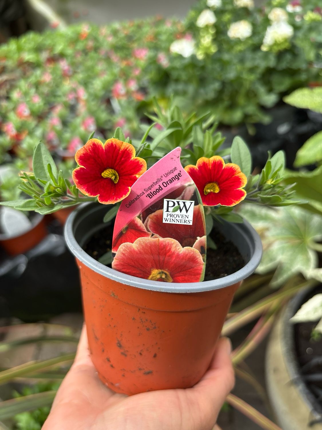 CALIBRACHOA Superbells Blood Orange