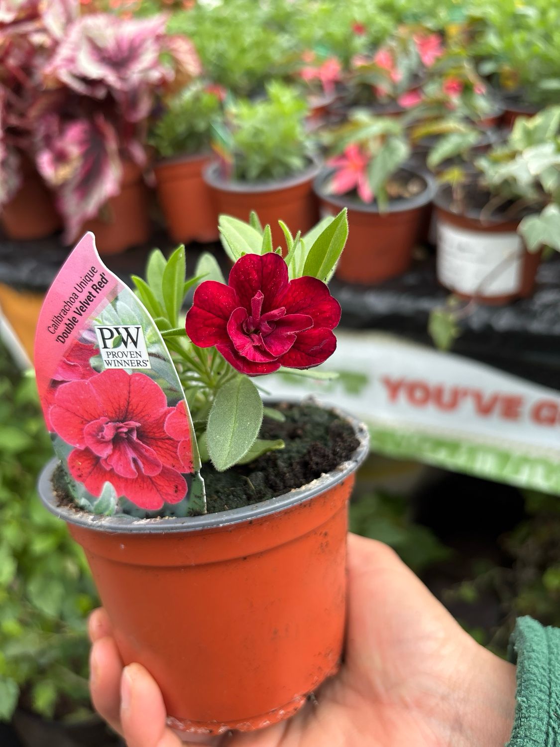 CALIBRACHOA Double Velvet Red