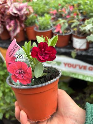 CALIBRACHOA Double Velvet Red
