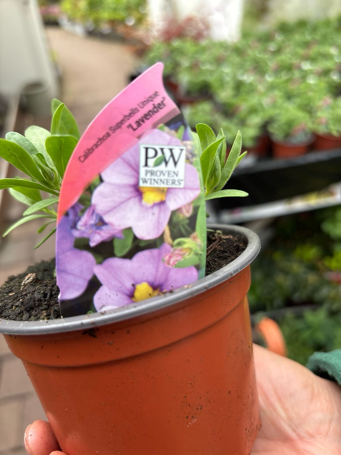 CALIBRACHOA Superbells Lavender