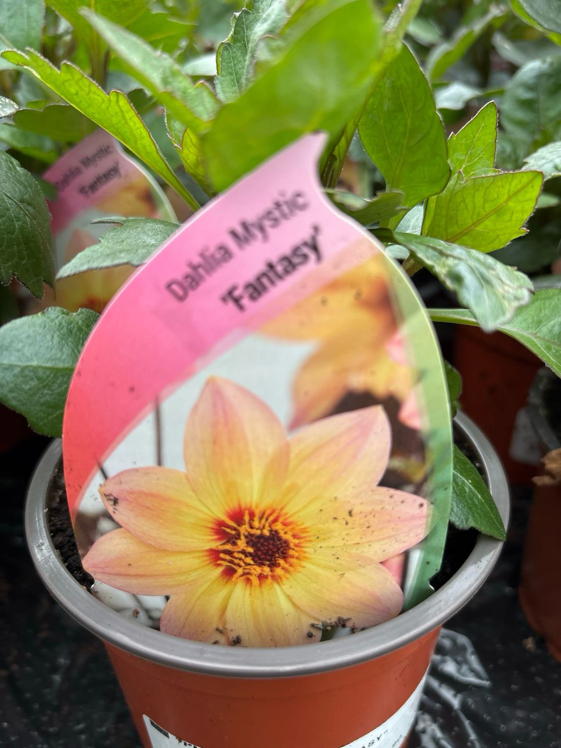 Dahlia Mystic Fantasy