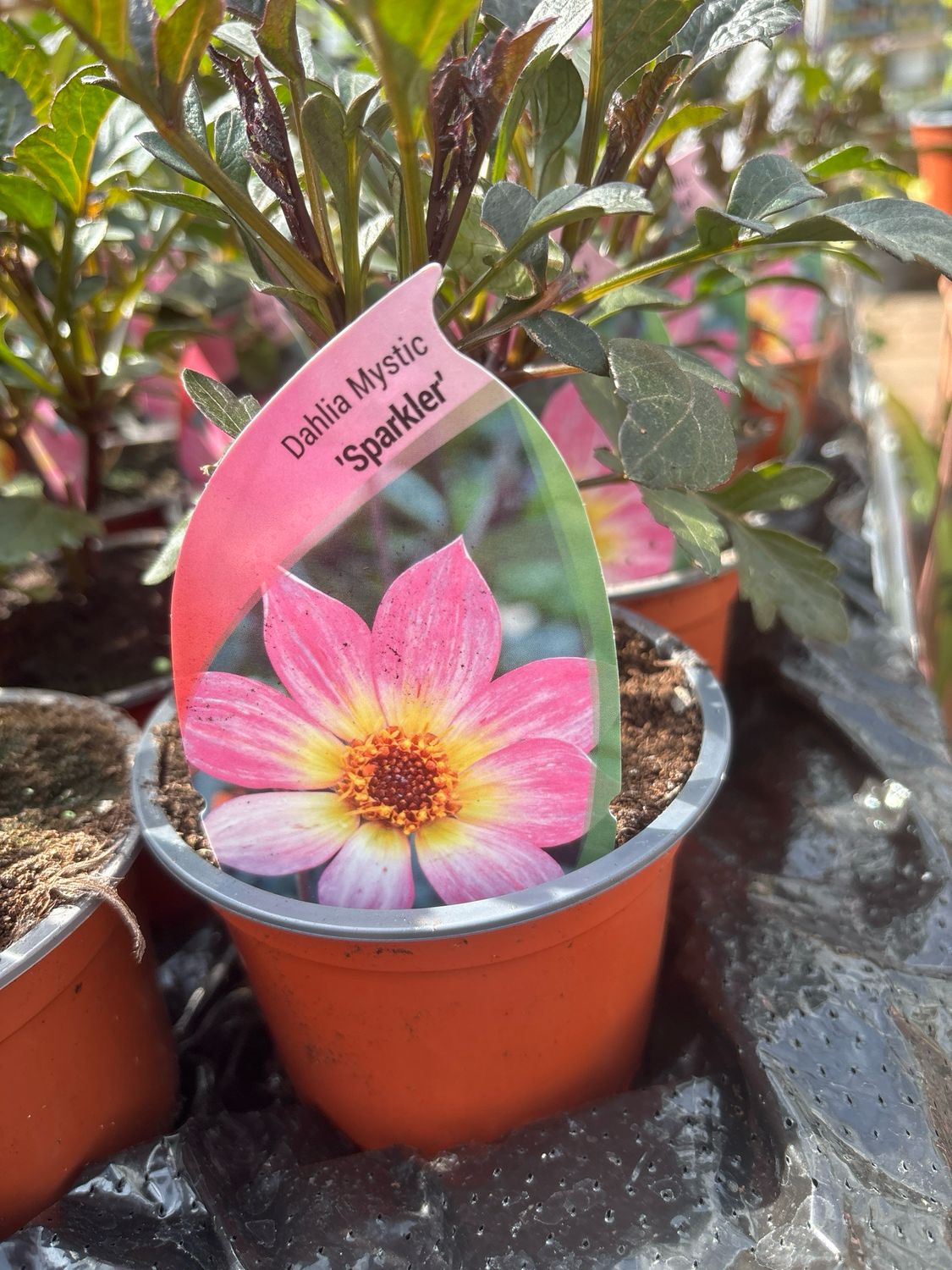 Dahlia Mystic Sparkler