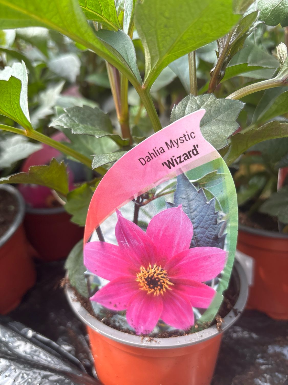 Dahlia Mystic Wizard