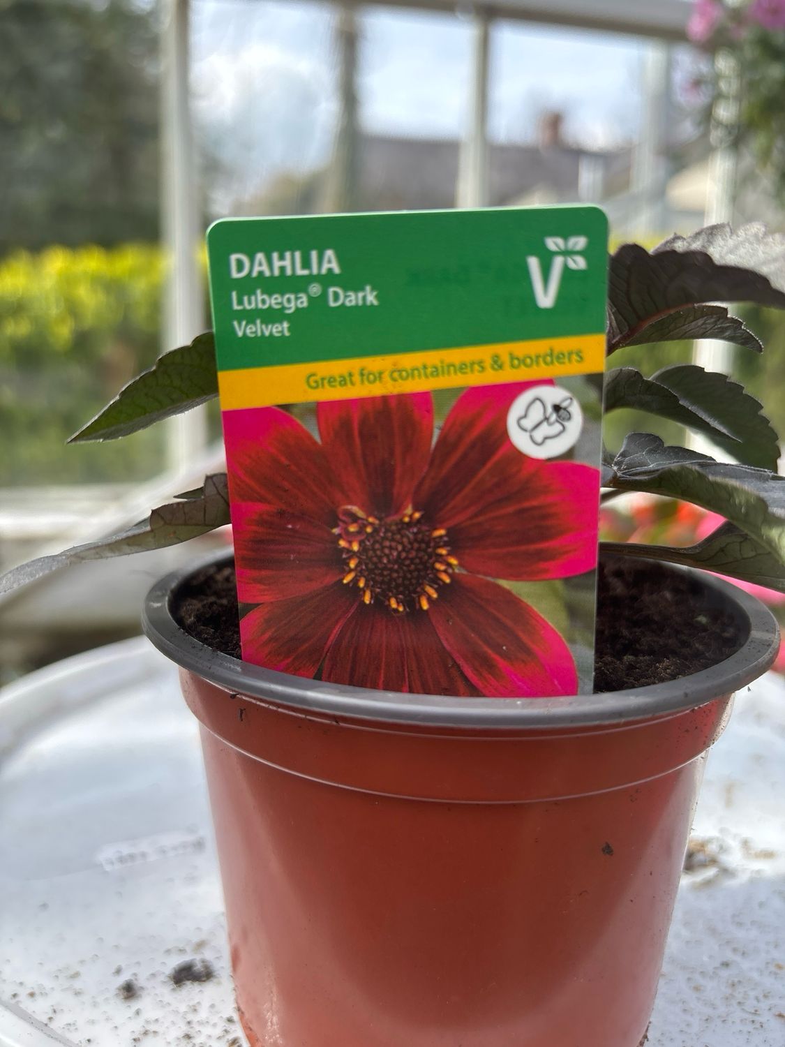 Dahlia Lubega Dark Velvet