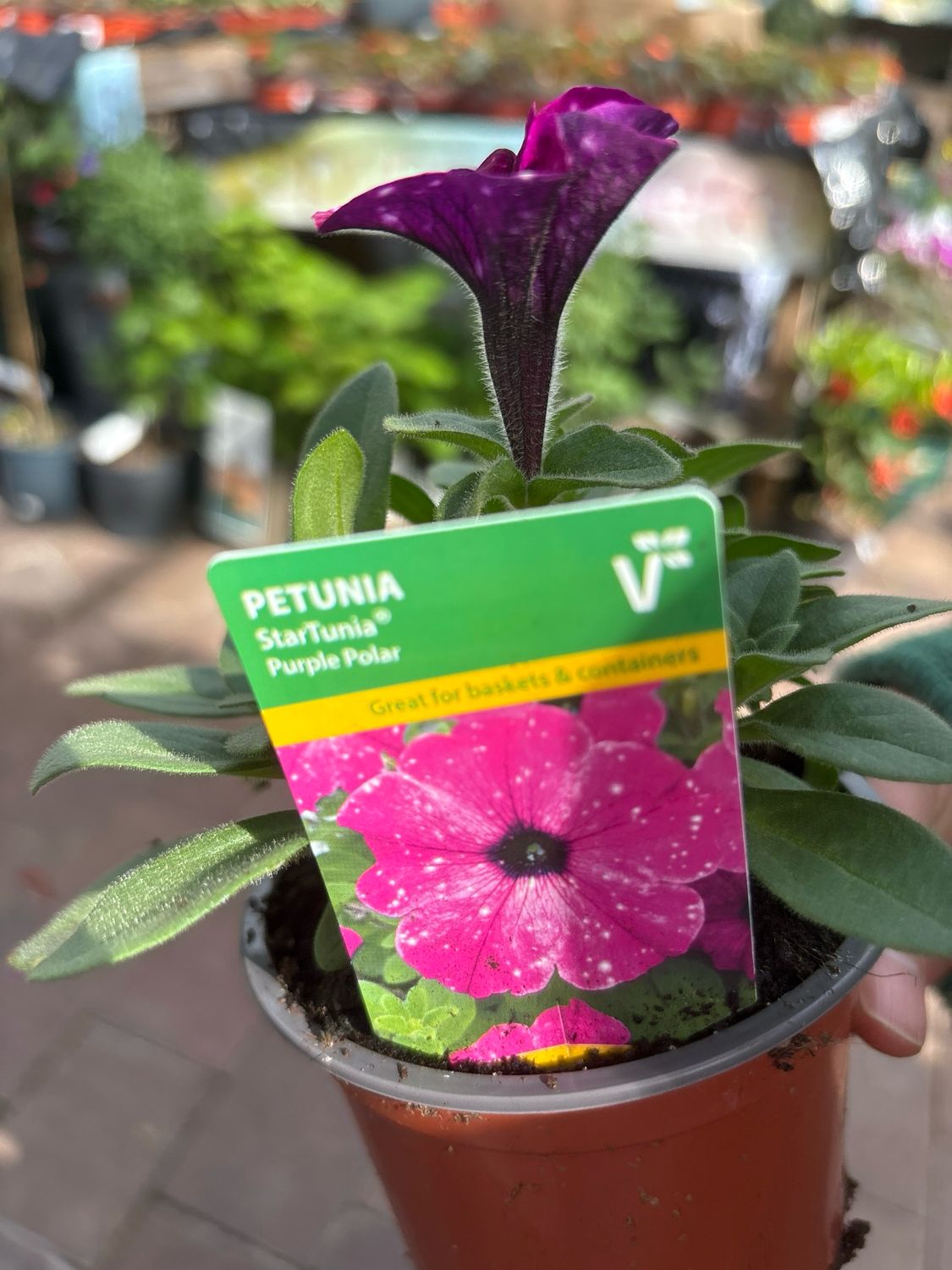 Petunia Purple Polar