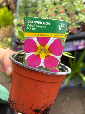 Superbells Pink Star