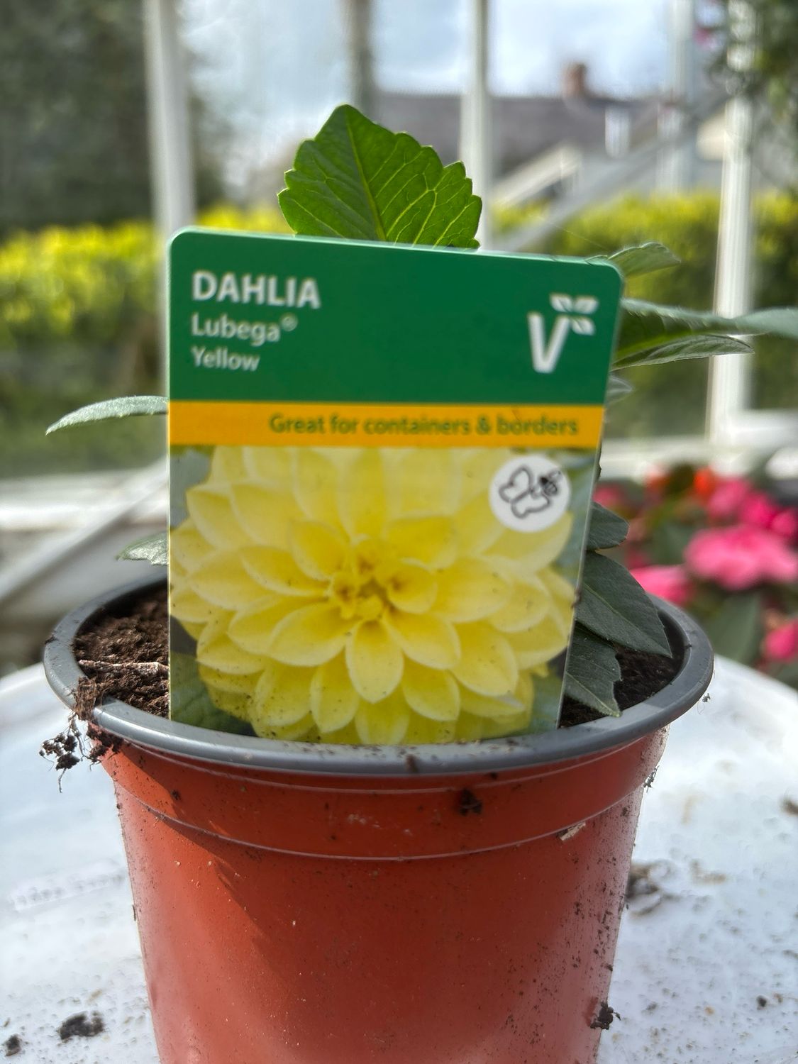 Dahlia Lubega Yellow