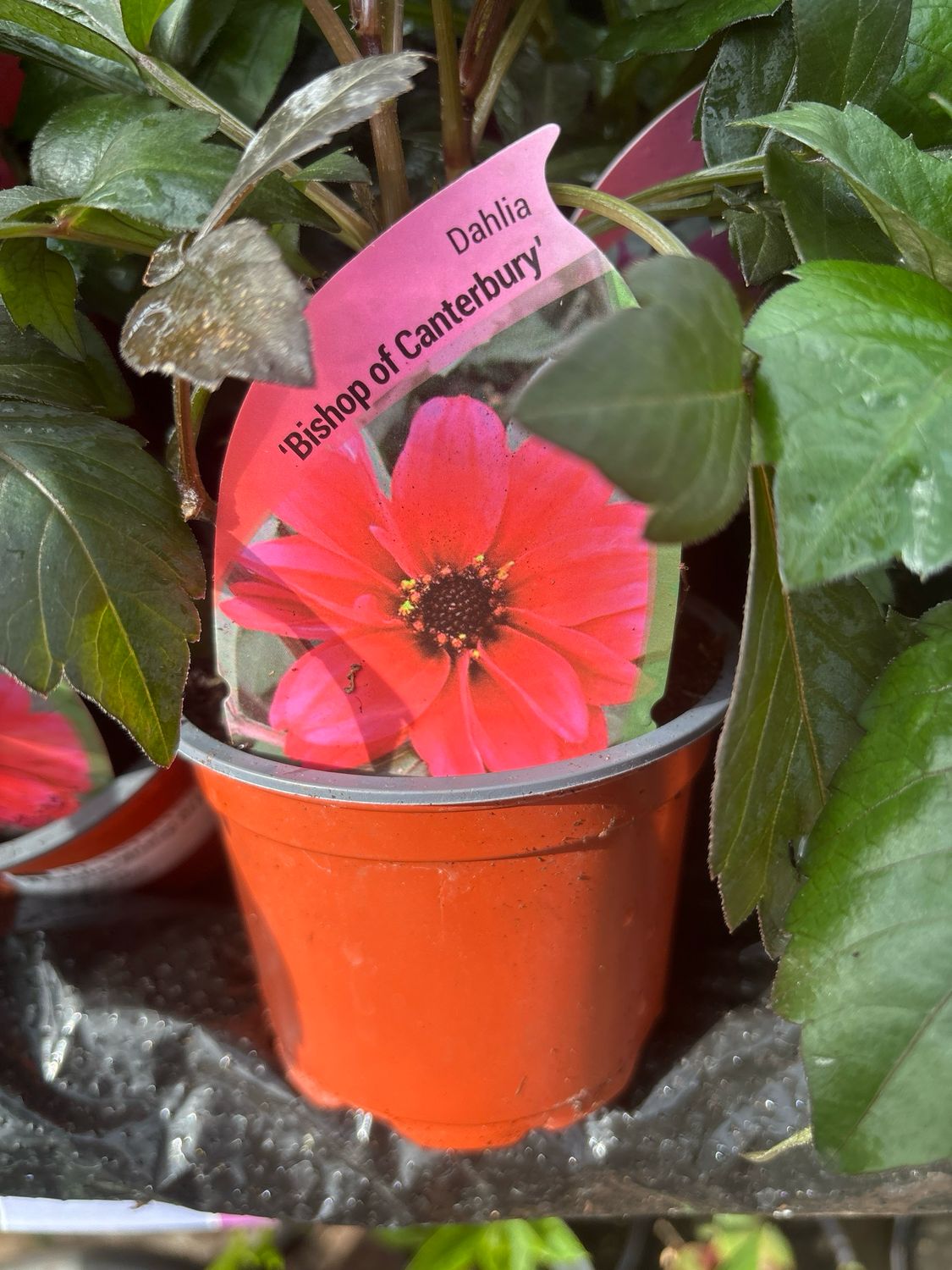 Dahlia Bishop Of Canterbury