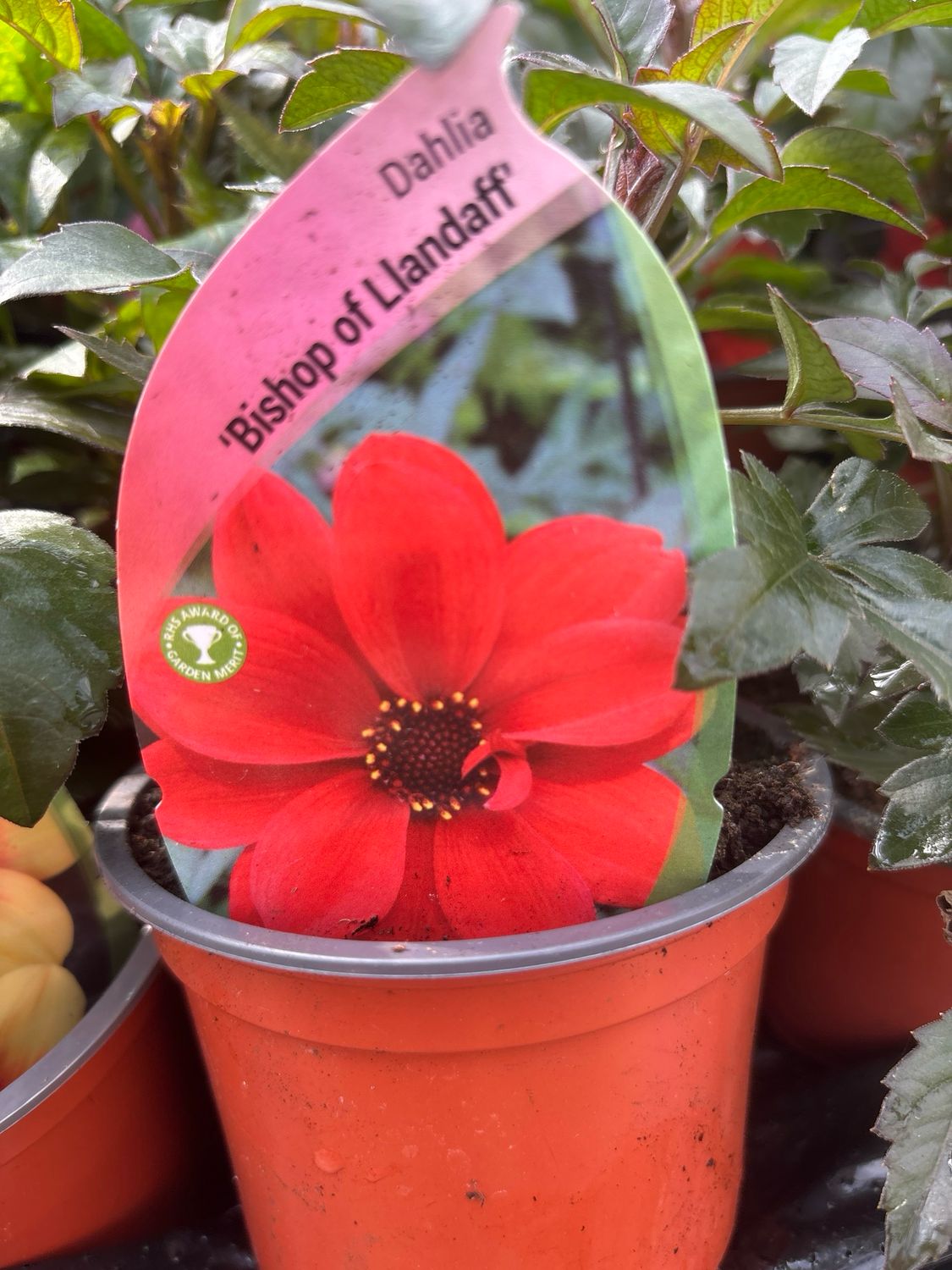 Dahlia Bishop Of  Llandaff