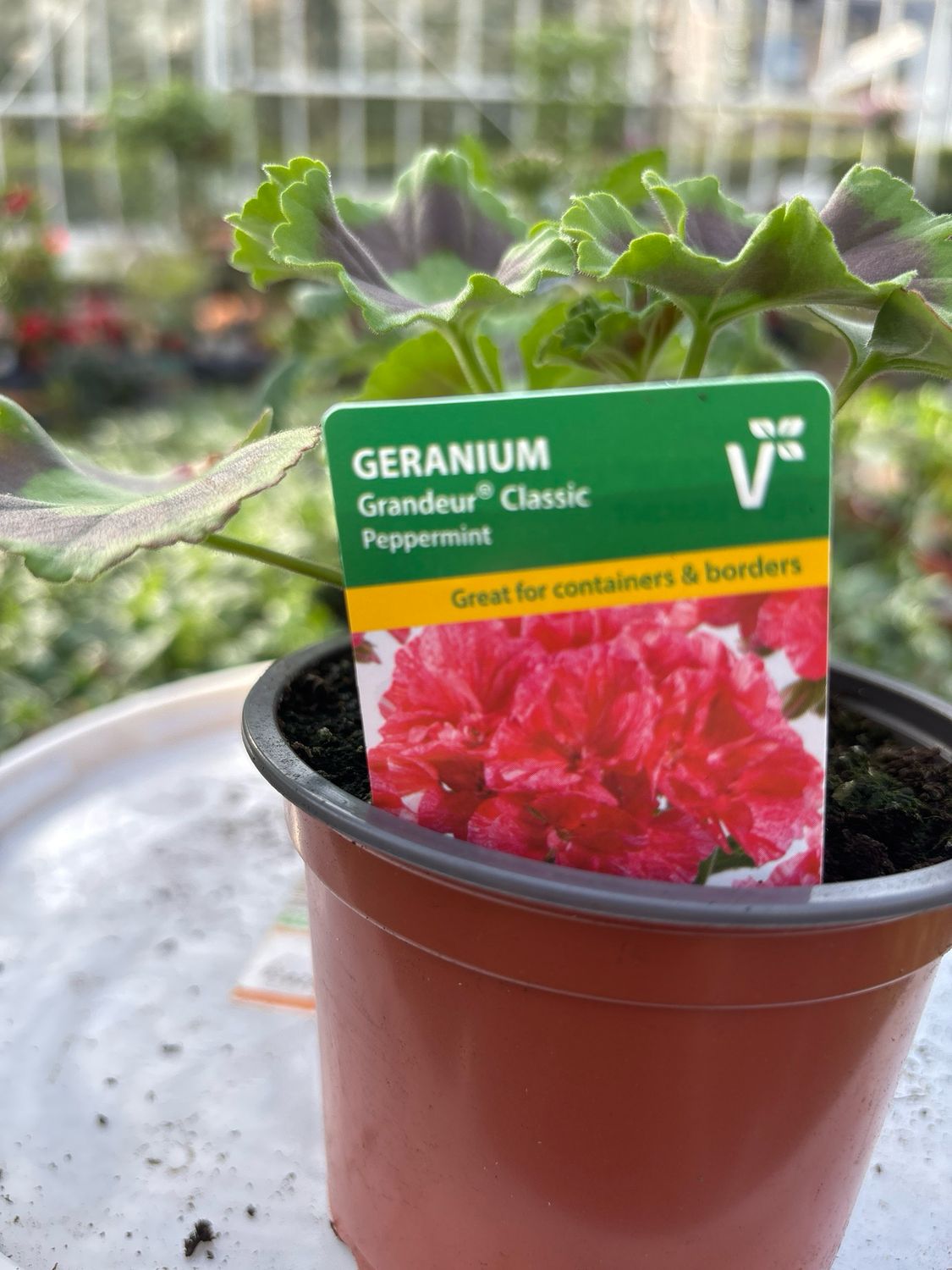 Geranium Grandeur Classic Peppermint