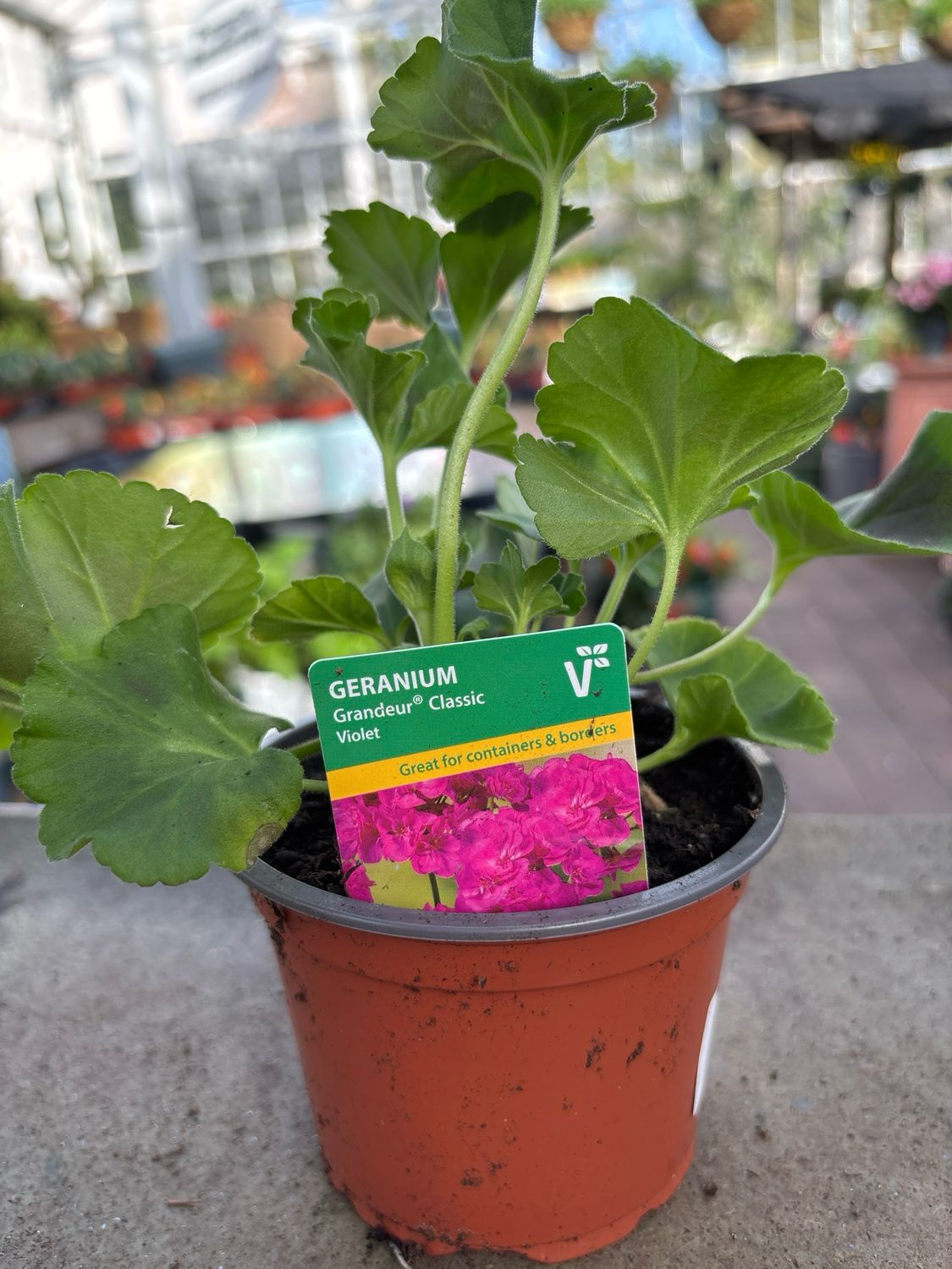 Geranium Grandeur Classic Violet