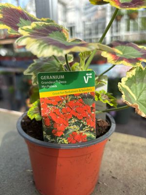 Geranium Mr Pollock
