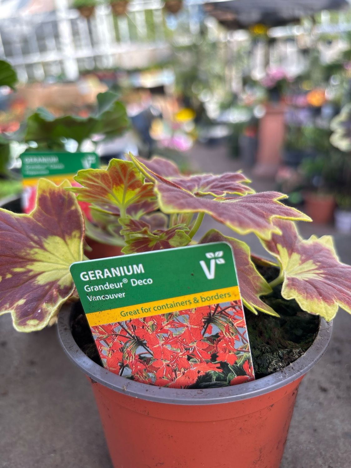 Geranium Grandeur Vancouver