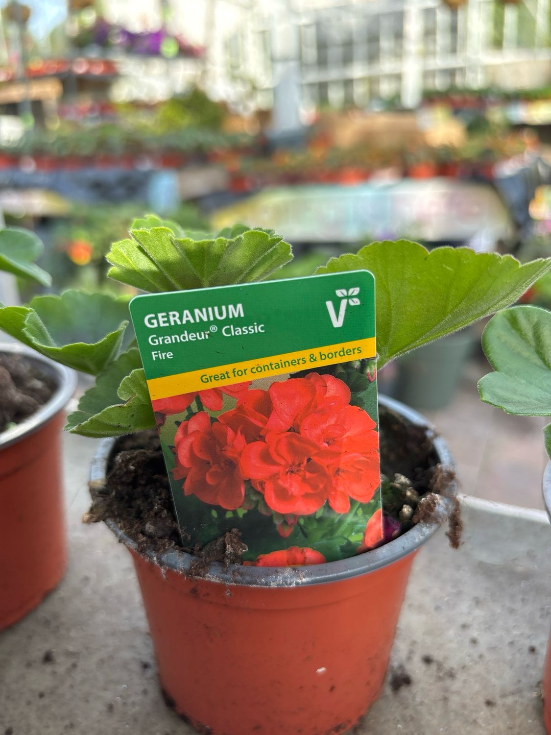 Geranium Grandeur Classic Fire