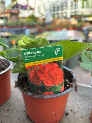 Geranium Grandeur Classic Fire