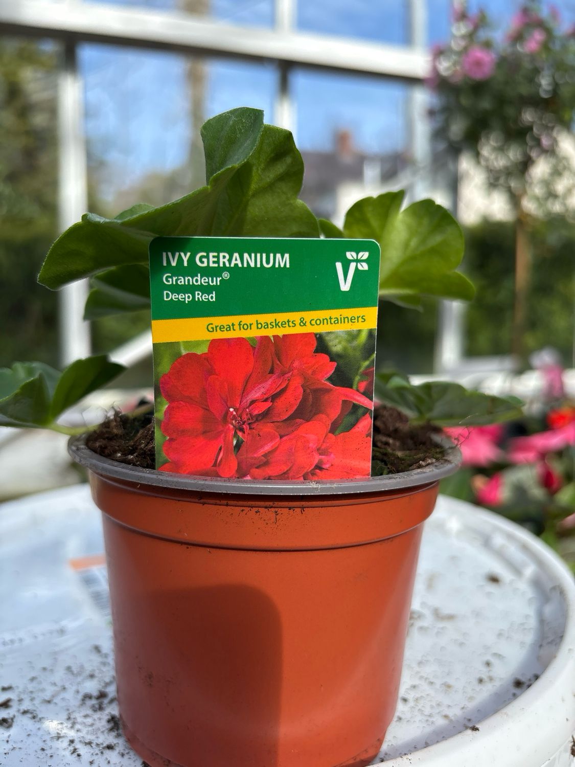 Geranium Ivy Grandeur. Deep Red