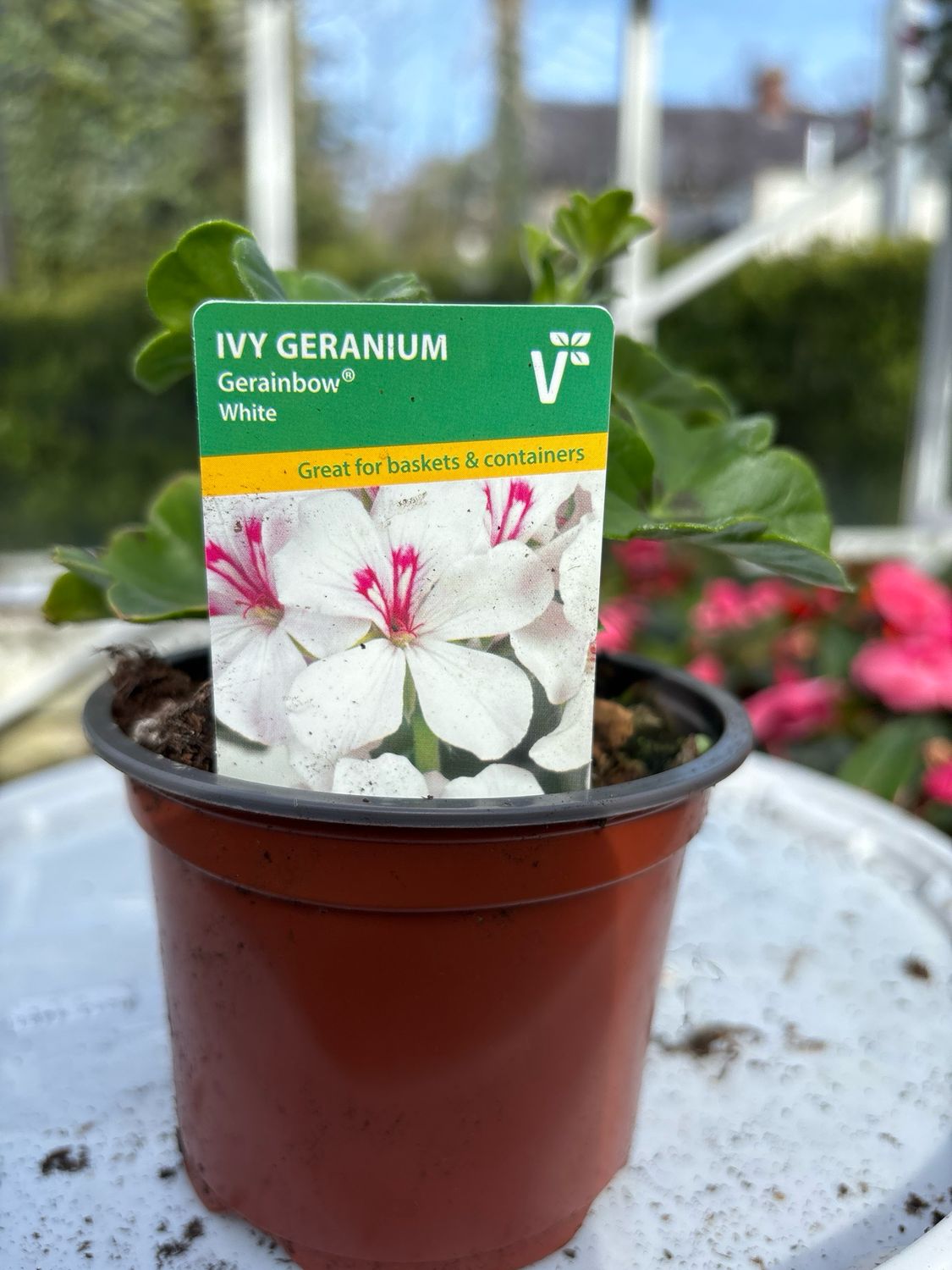 Geranium Ivy Gerainbow White