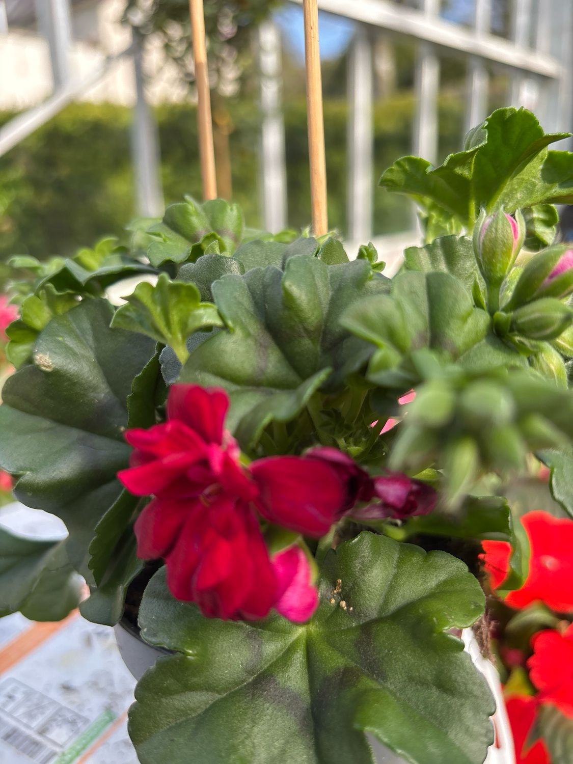 Geranium Ivy Double Red